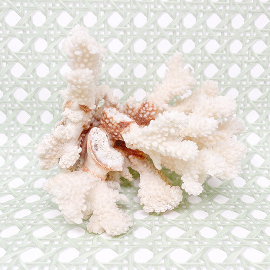 Natural Real White Coral - Beach House Decor