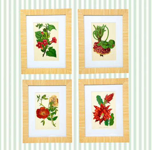 Set of 4 Framed Antique Flower Lithographs