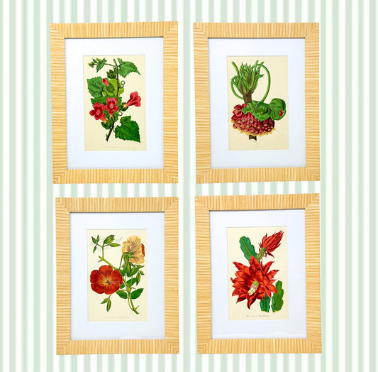 Set of 4 Framed Antique Flower Lithographs