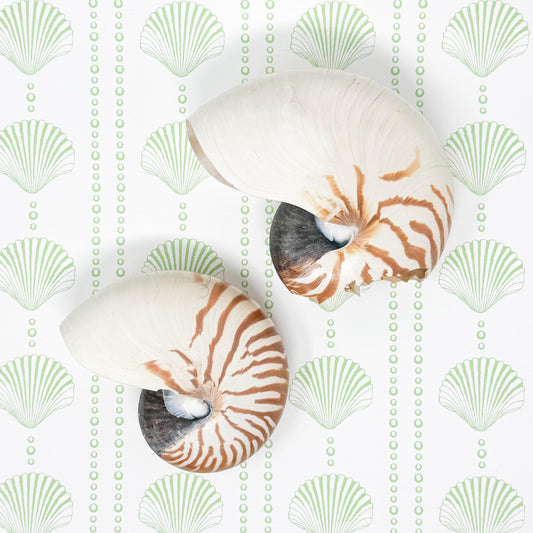 Pair of Large Nautilus Sea Shells