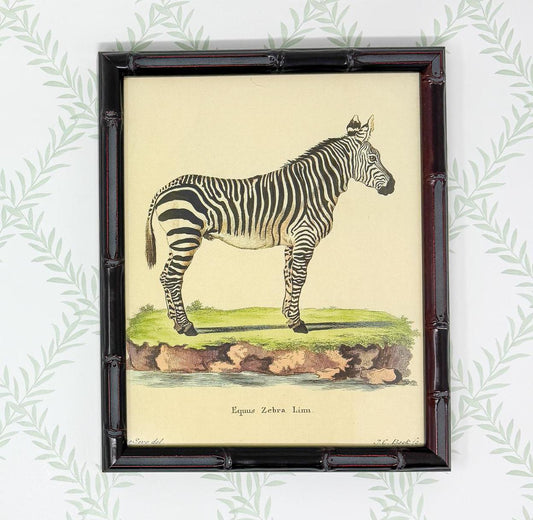 Bamboo Framed Zebra Lithograph Print