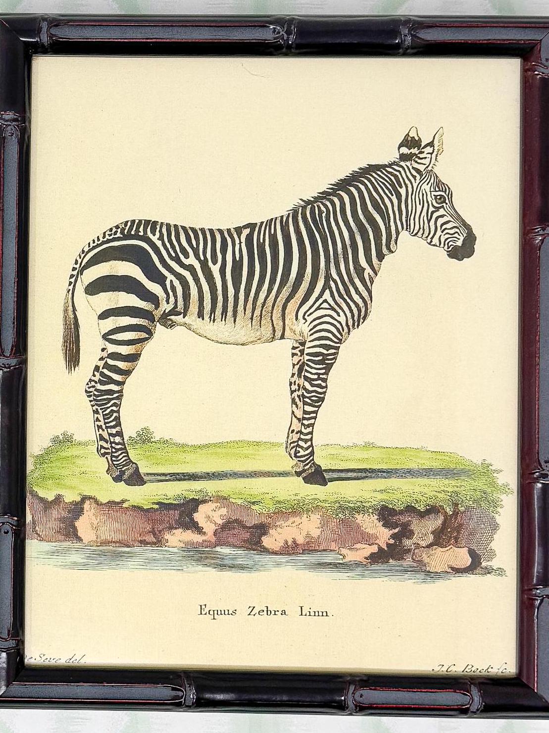 Bamboo Framed Zebra Lithograph Print