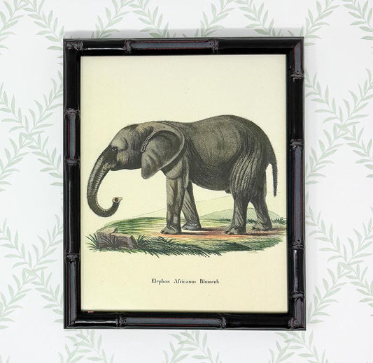 Bamboo Framed Elephant Lithograph Print