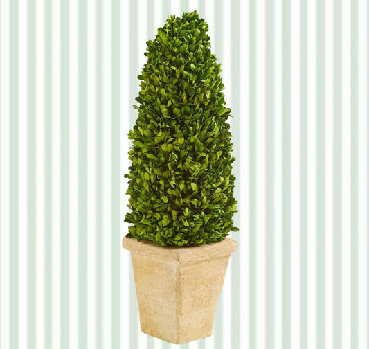 21" Preserved Boxwood Cone Topiary in Planter