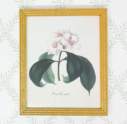 Flower Lithograph Print in Gold Frame - 8x10"