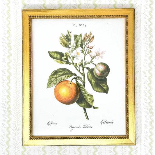 Bitter Orange Lithograph Print in Gold Frame - 8x10" - Pierre Joseph Redoute