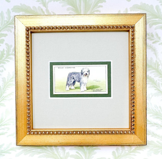 Framed English Sheepdog Antique Cigarette Card c. 1937