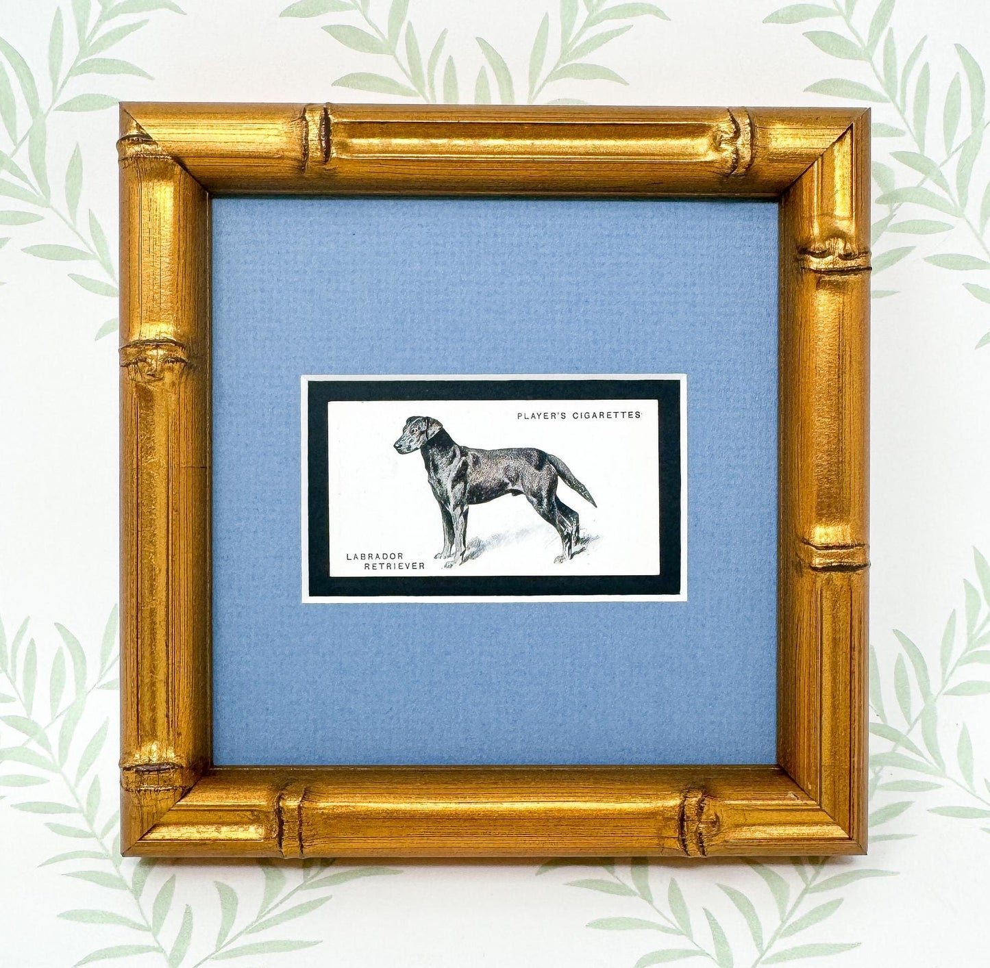 Framed Dog Antique Cigarette Card c. 1931, Black Labrador Retriever