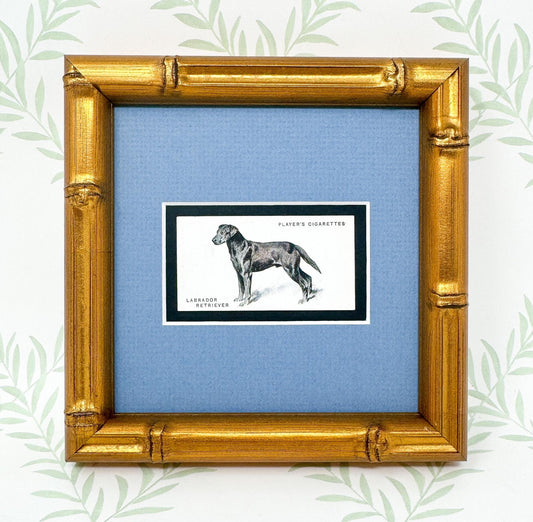 Framed Dog Antique Cigarette Card c. 1931, Black Labrador Retriever