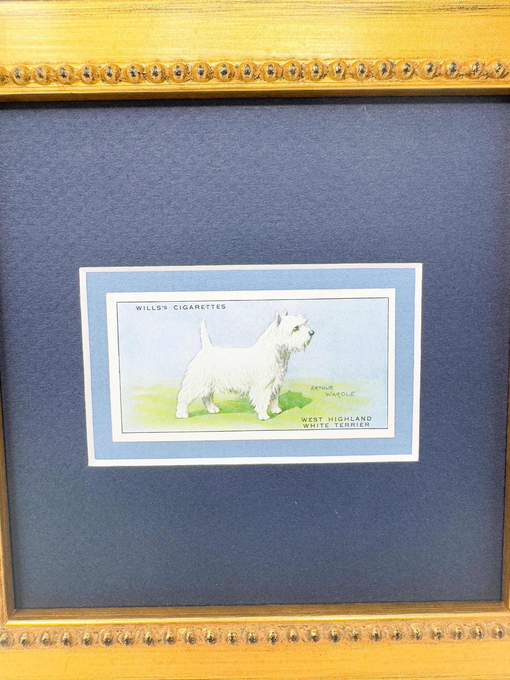 Framed Antique Dog Cigarette Card c. 1937, West Highland Terrier