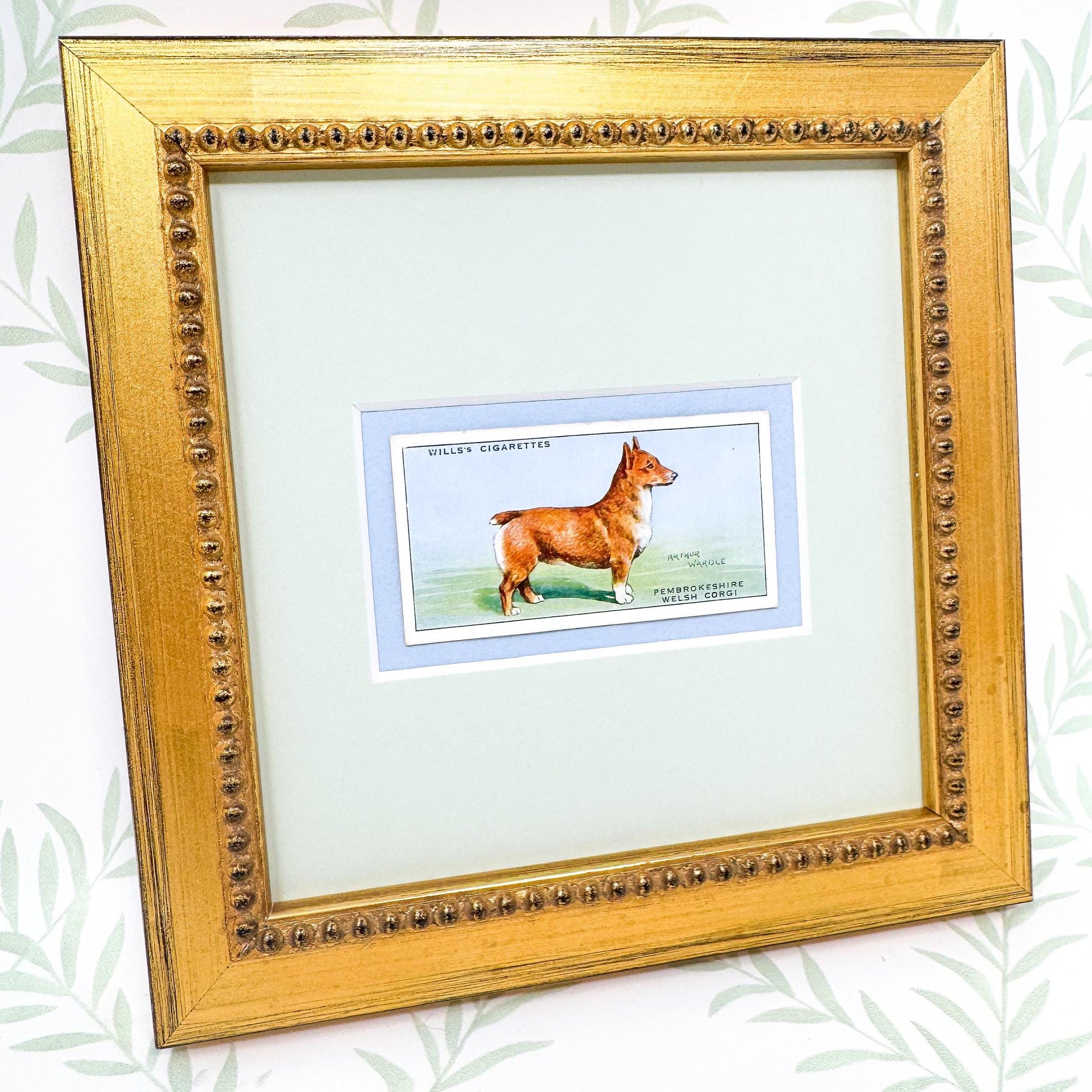 Framed Antique Dog Cigarette Card c. 1937, Welsh Corgi