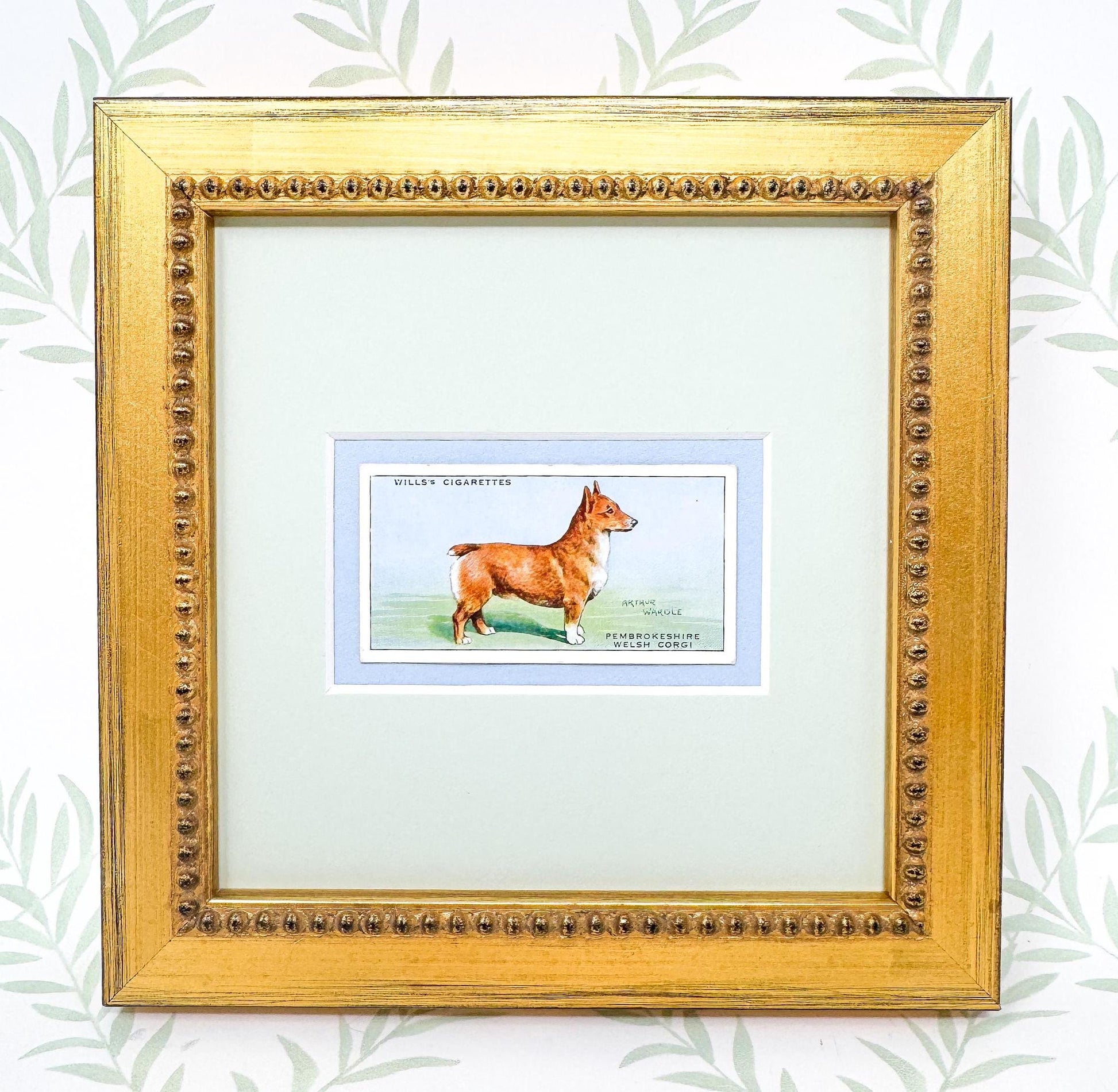 Framed Antique Dog Cigarette Card c. 1937, Welsh Corgi