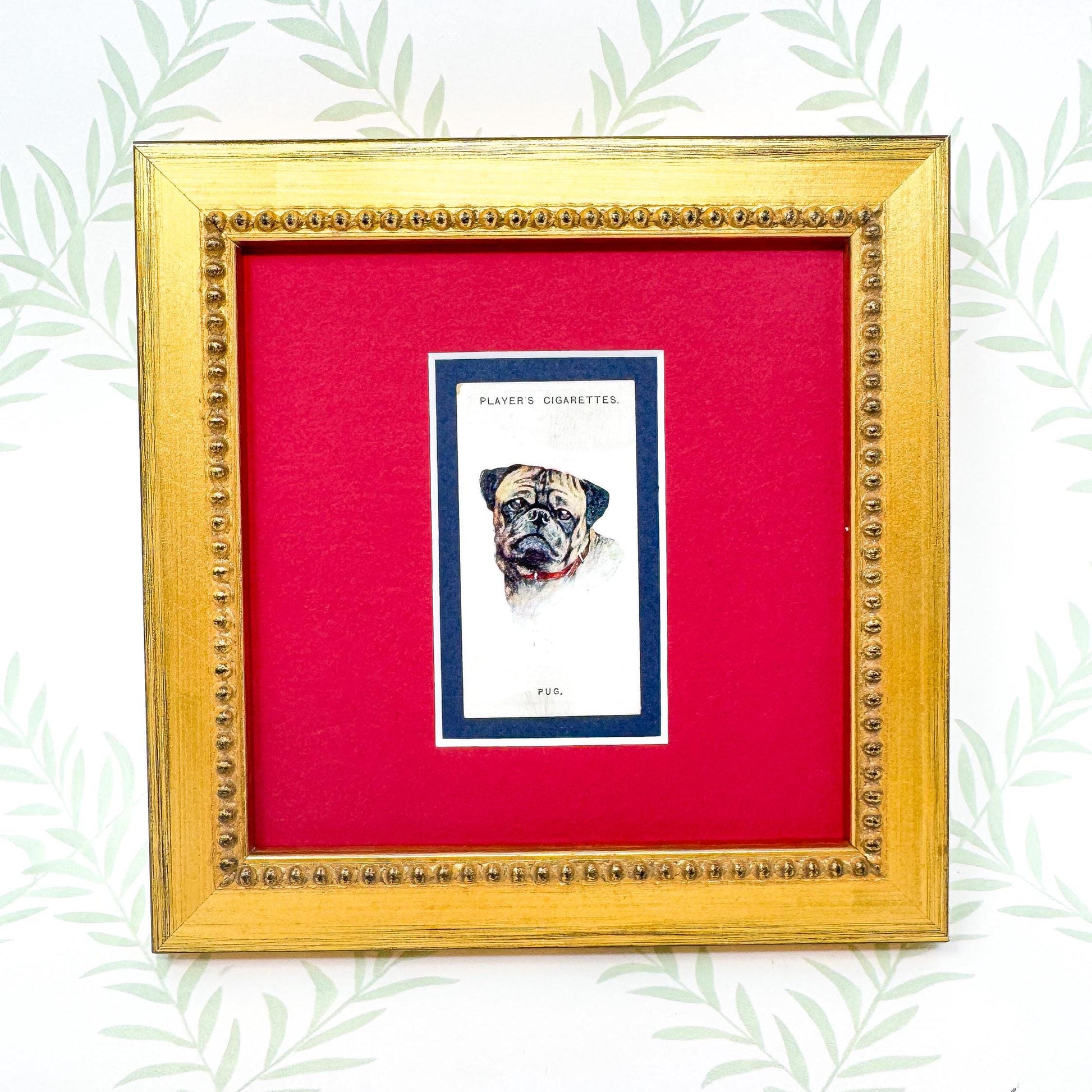 Framed Antique Dog Cigarette Card c. 1929, Pug