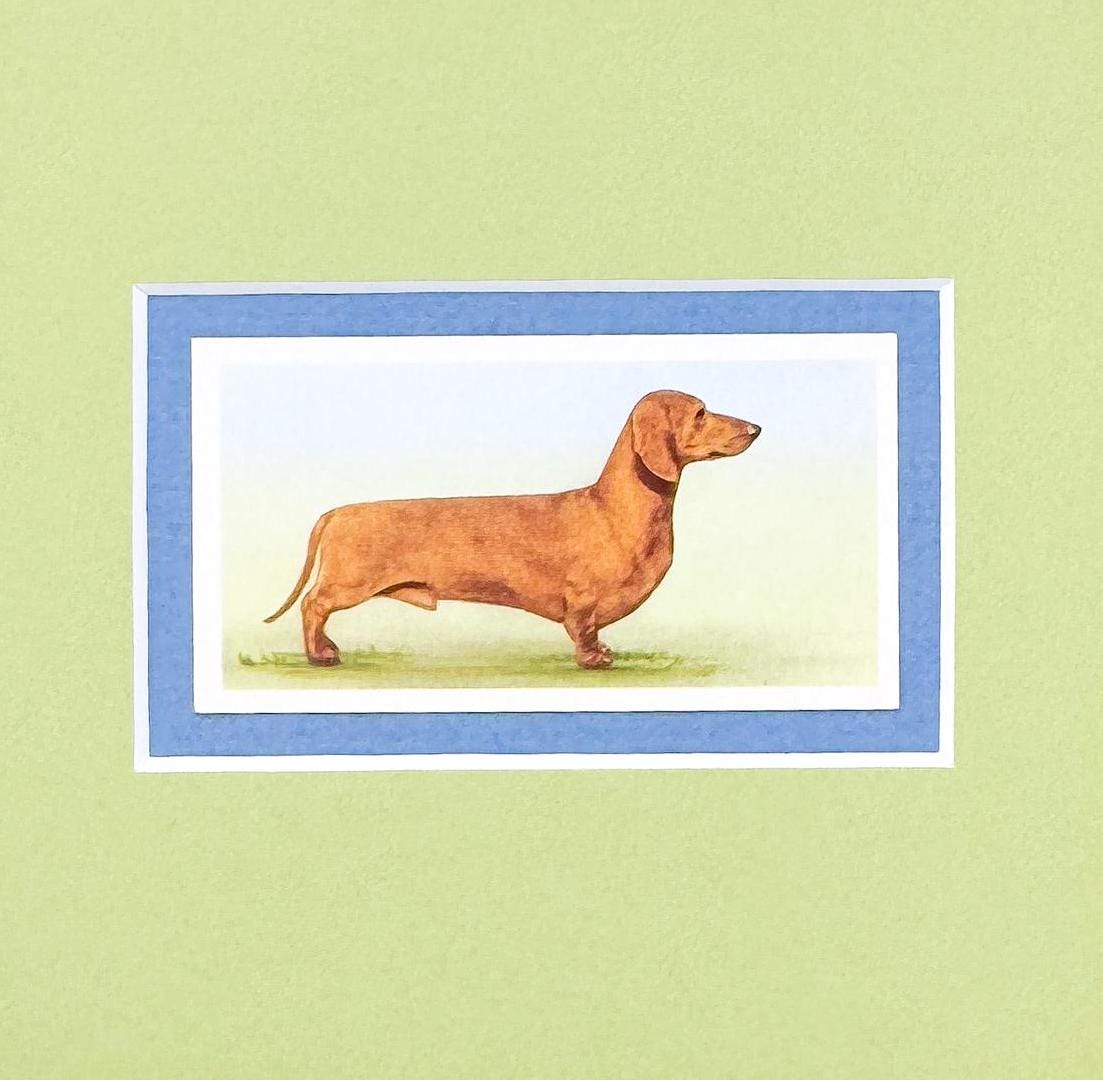 Framed Antique Dog Cigarette Card, Dachshund