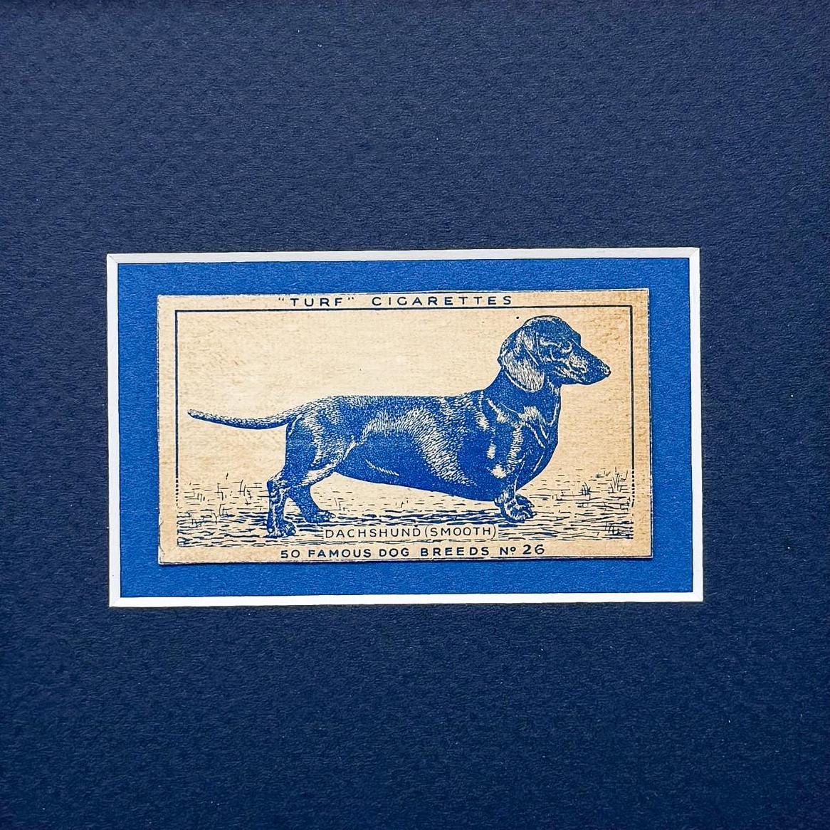 Framed Dachshund Dog Antique Cigarette Card c. 1952