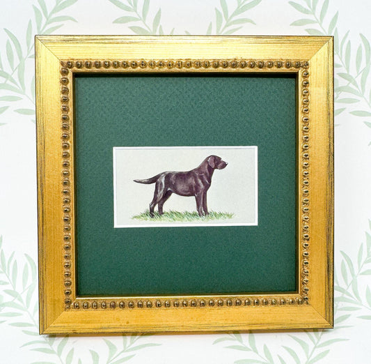 Framed Dog Antique Cigarette Card, Black Labrador Retriever