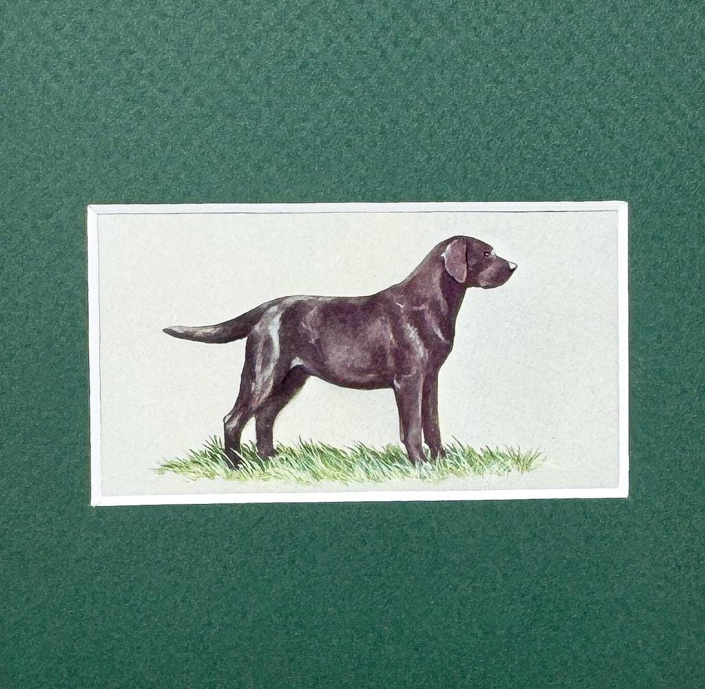 Framed Dog Antique Cigarette Card, Black Labrador Retriever