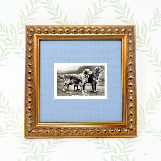 Framed Dog Antique Cigarette Card c. 1939, Golden Retriever