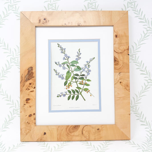 Burlwood Framed Botanical Print, Blue Skyflower