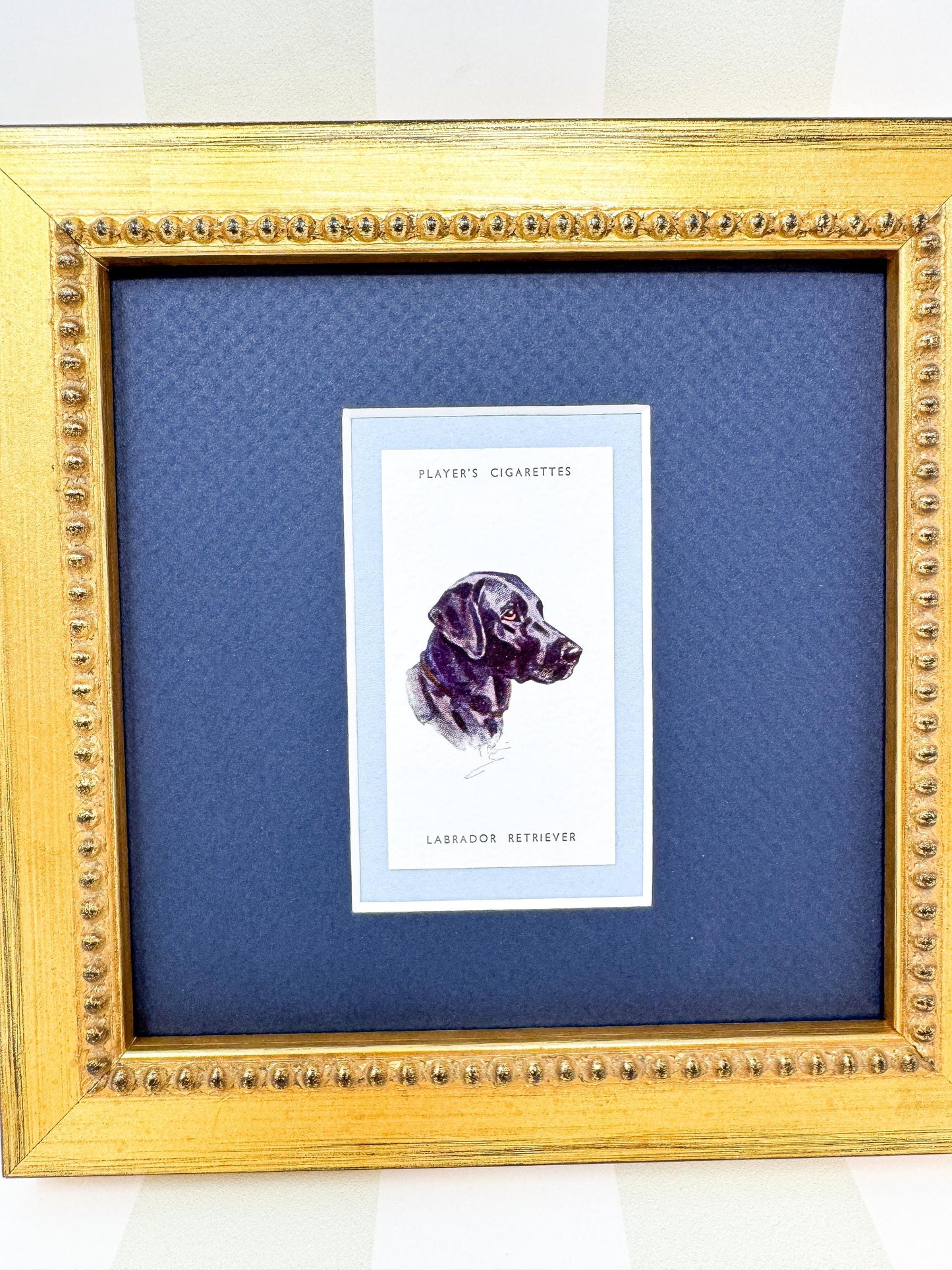 Framed Dog Antique Cigarette Card, Black Labrador Retriever