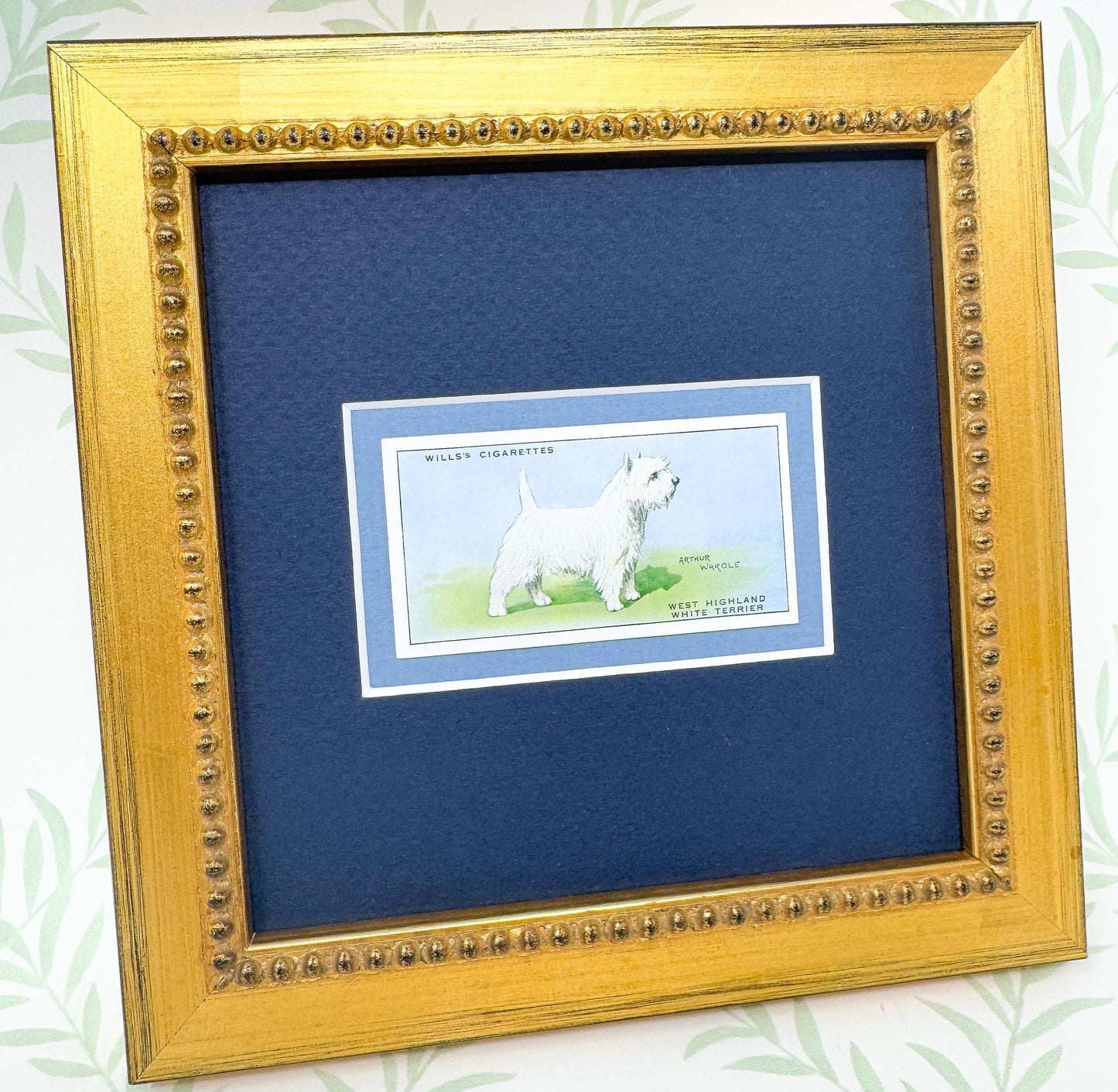 Framed Antique Dog Cigarette Card c. 1937, West Highland Terrier