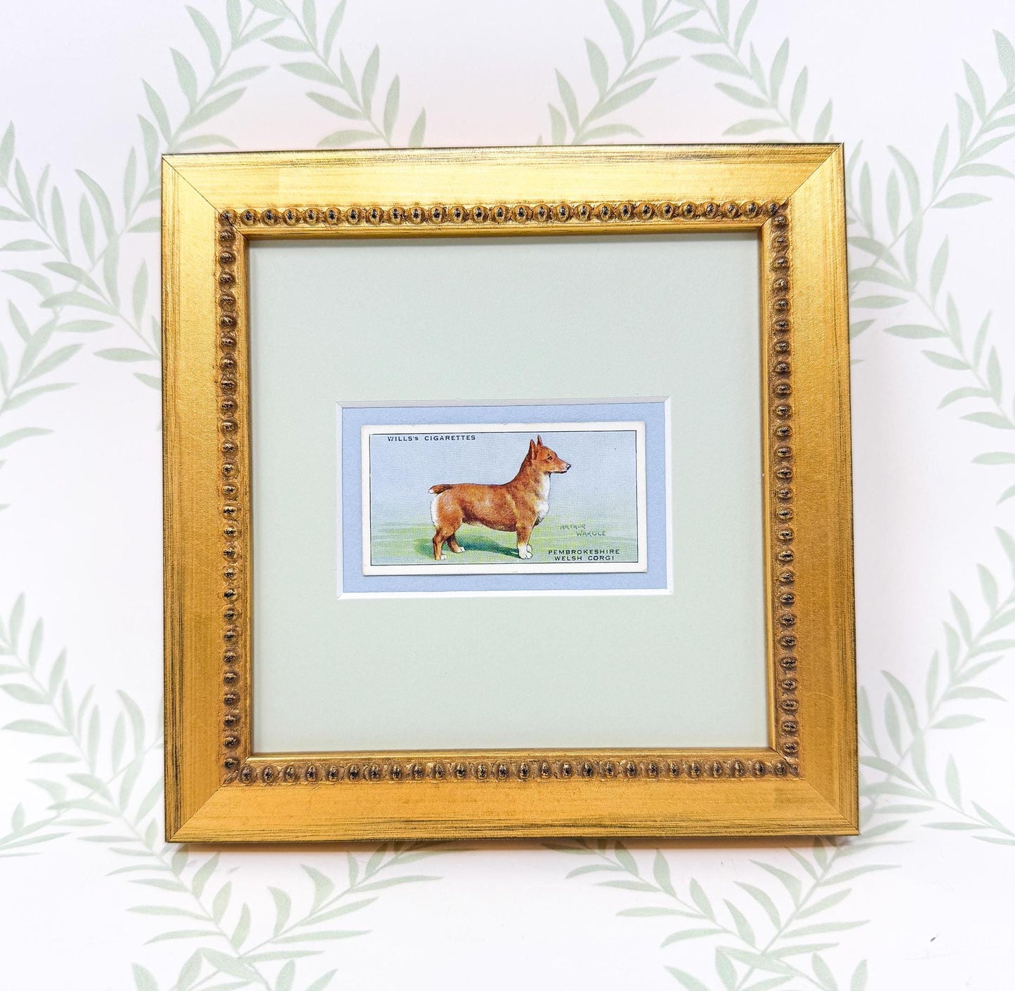 Framed Antique Dog Cigarette Card c. 1937, Welsh Corgi