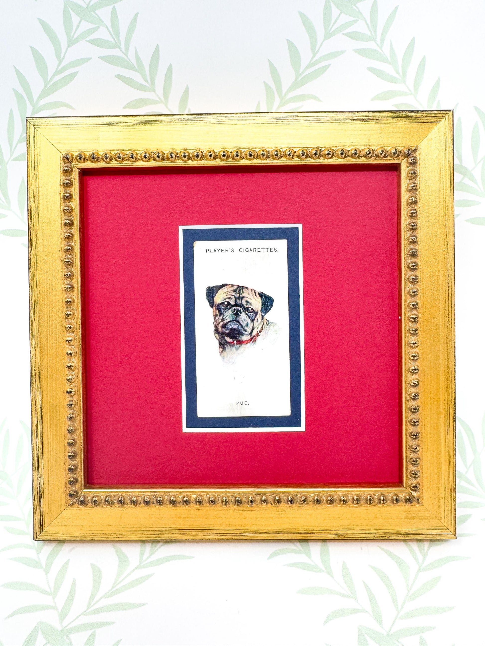 Framed Antique Dog Cigarette Card c. 1929, Pug