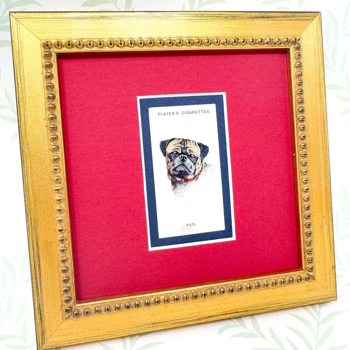 Framed Antique Dog Cigarette Card c. 1929, Pug