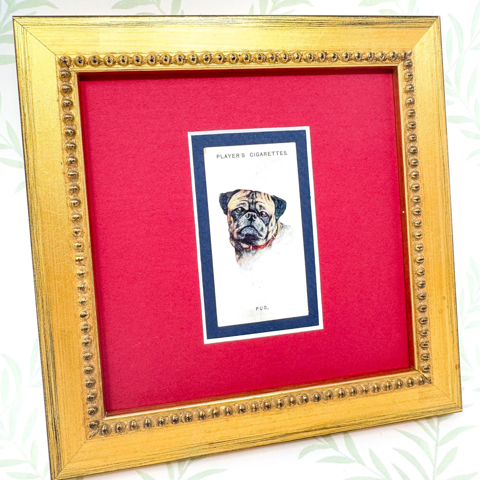 Framed Antique Dog Cigarette Card c. 1929, Pug