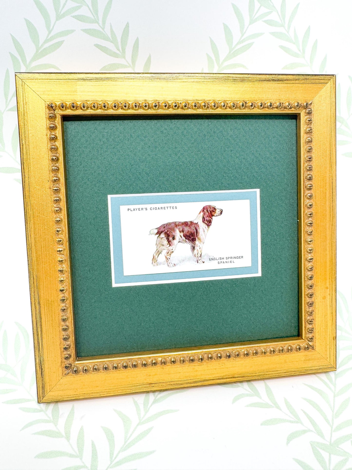 Framed Antique Dog Cigarette Card c. 1931, English Springer Spaniel