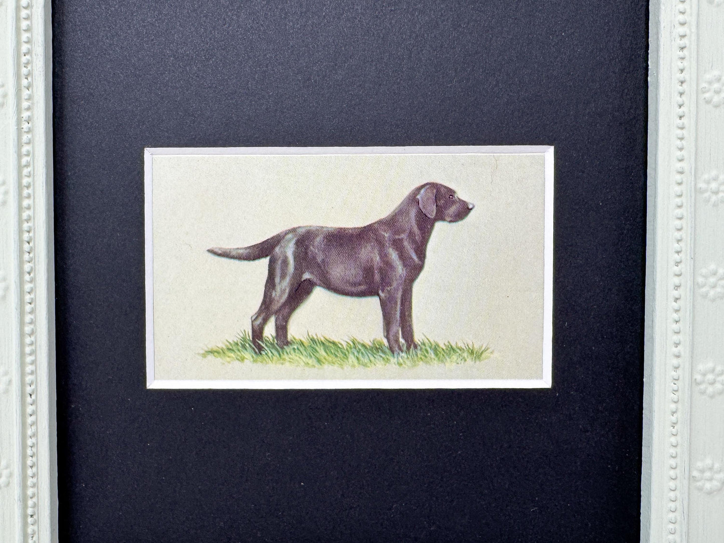 Framed Dog Antique Cigarette Card, Black Labrador Retriever