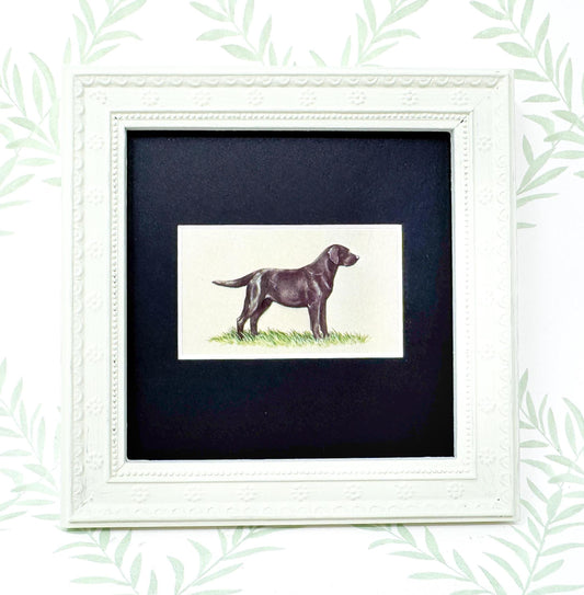 Framed Dog Antique Cigarette Card, Black Labrador Retriever