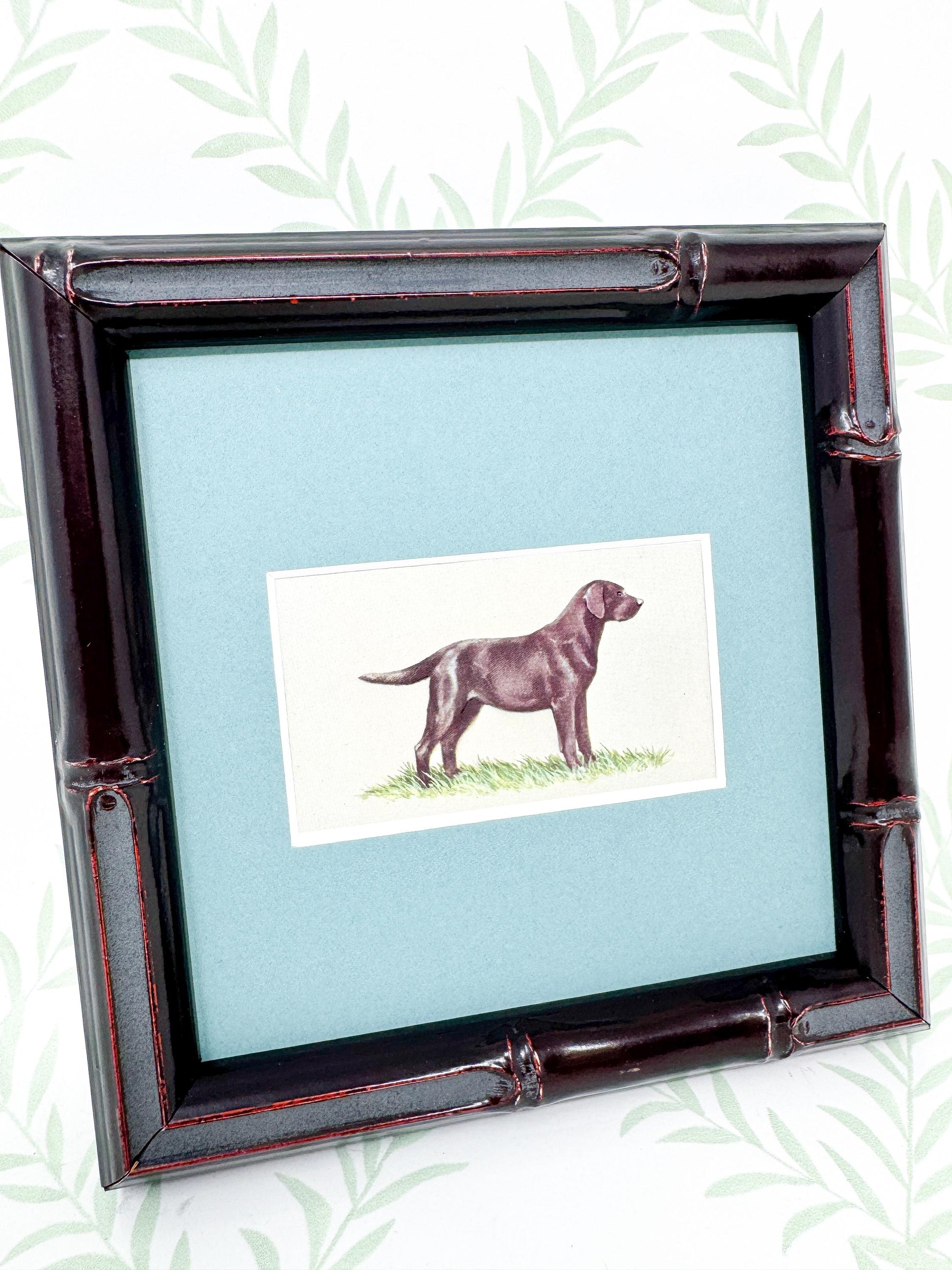 Framed Dog Antique Cigarette Card, Black Labrador Retriever