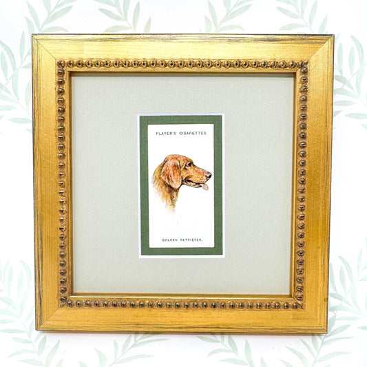 Framed Antique Dog Cigarette Card c. 1929, Golden Retriever