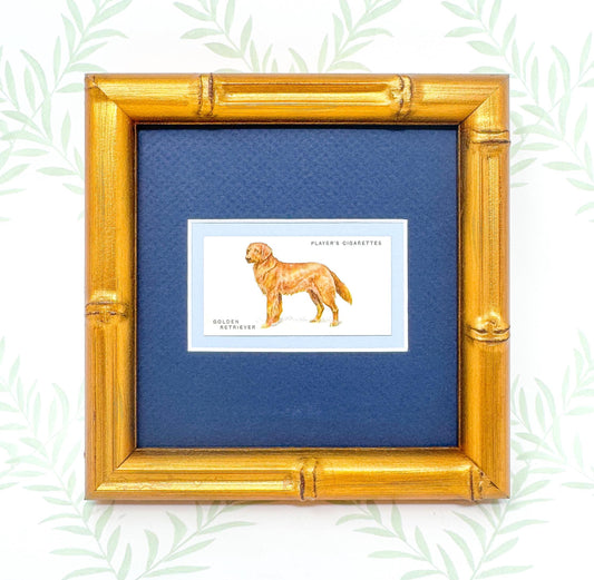 Framed Antique Dog Cigarette Card c. 1929, Golden Retriever