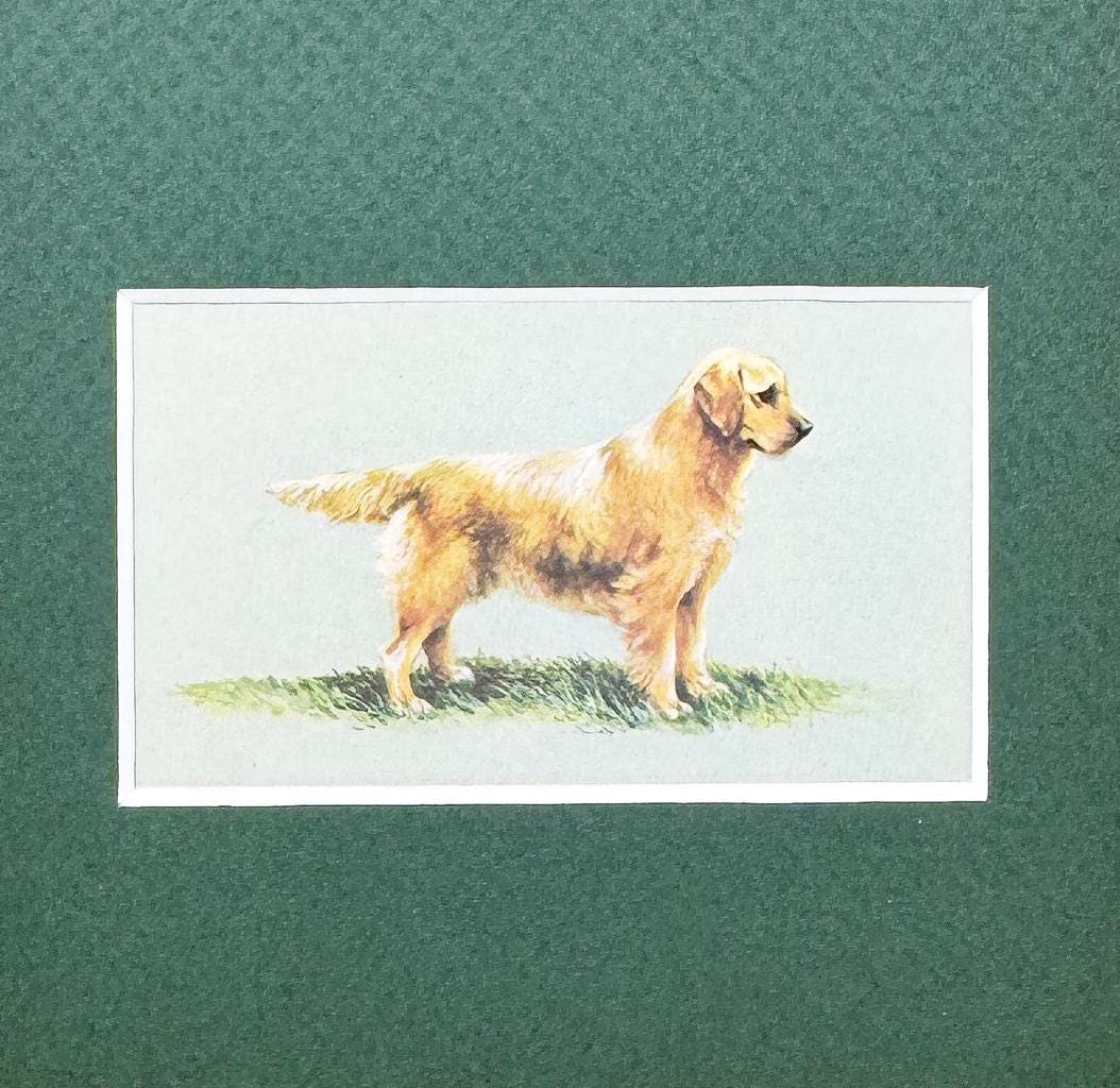 Framed Dog Antique Cigarette Card, Golden Retriever