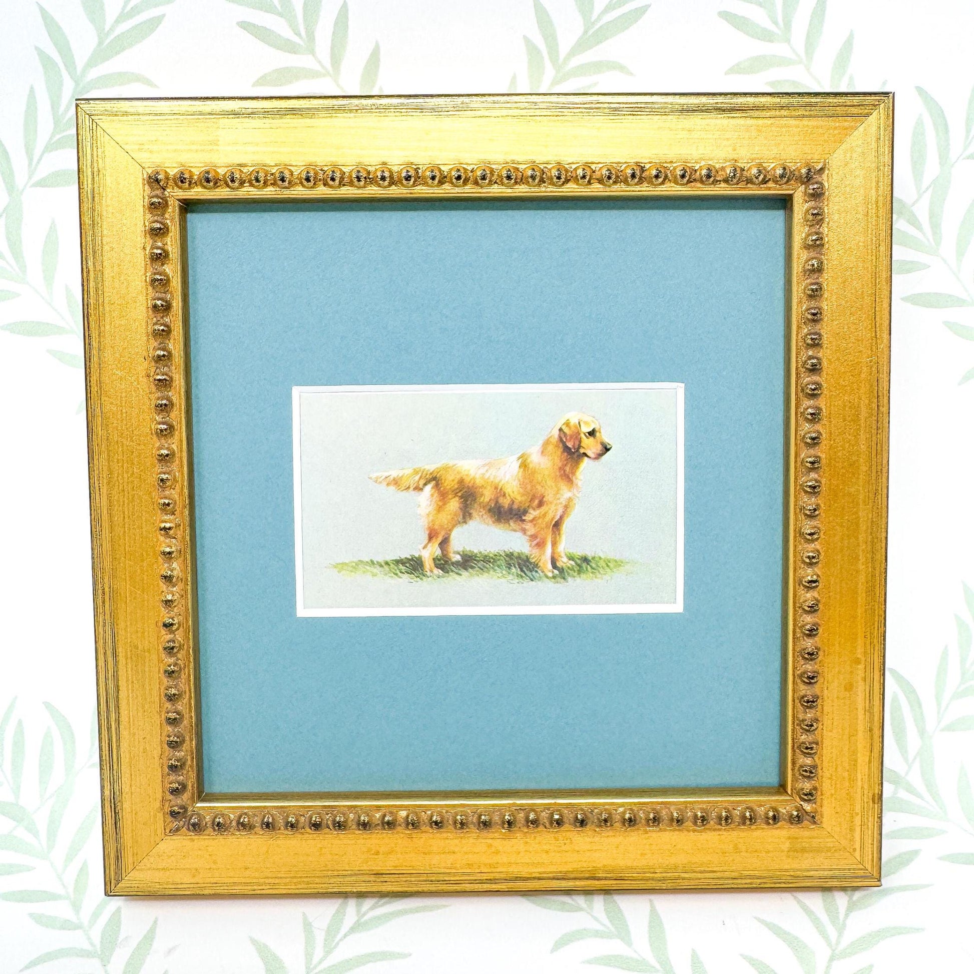 Framed Dog Antique Cigarette Card, Golden Retriever