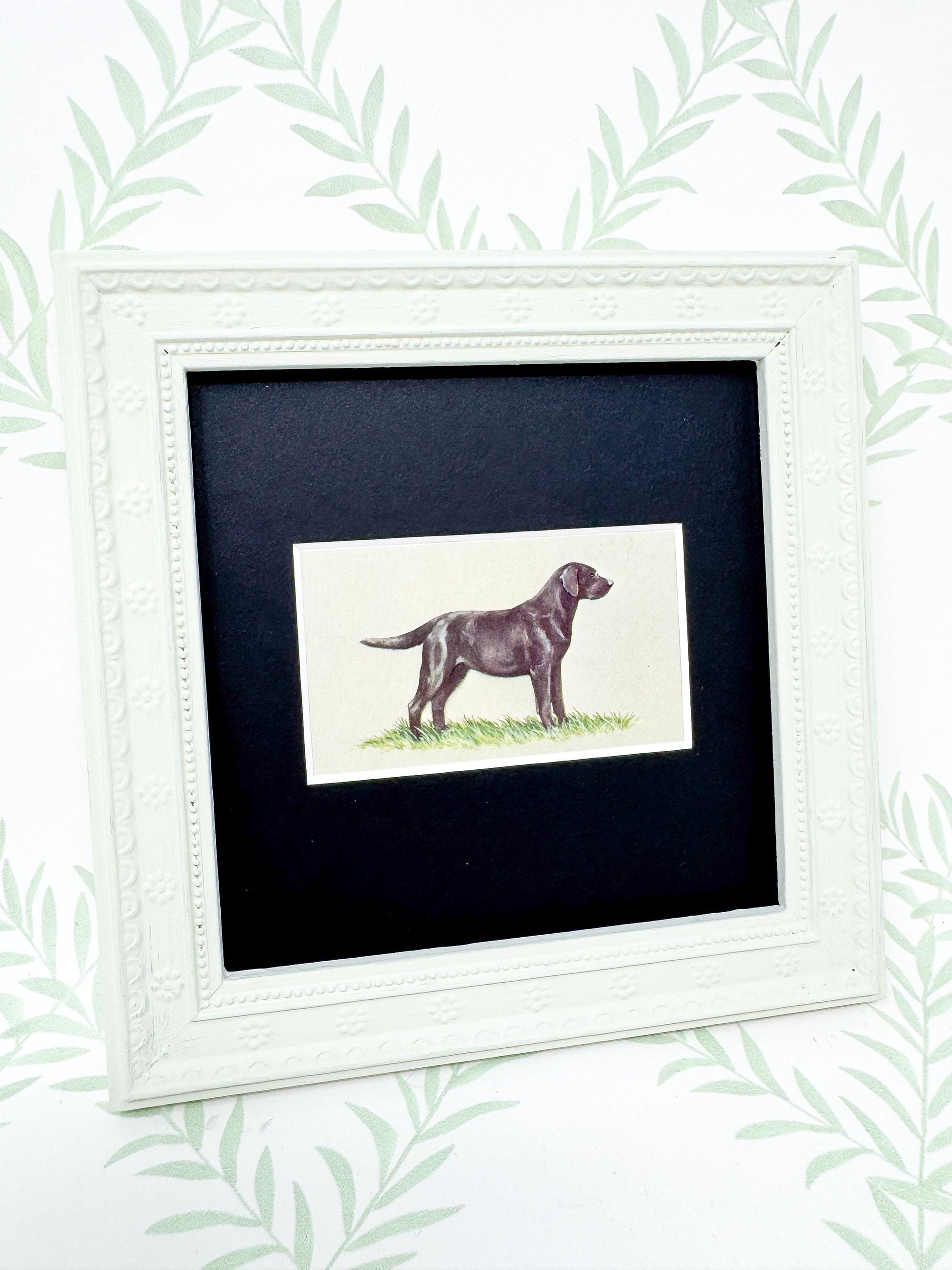 Framed Dog Antique Cigarette Card, Black Labrador Retriever