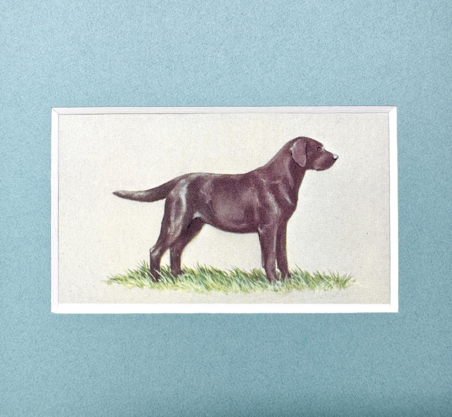 Framed Dog Antique Cigarette Card, Black Labrador Retriever