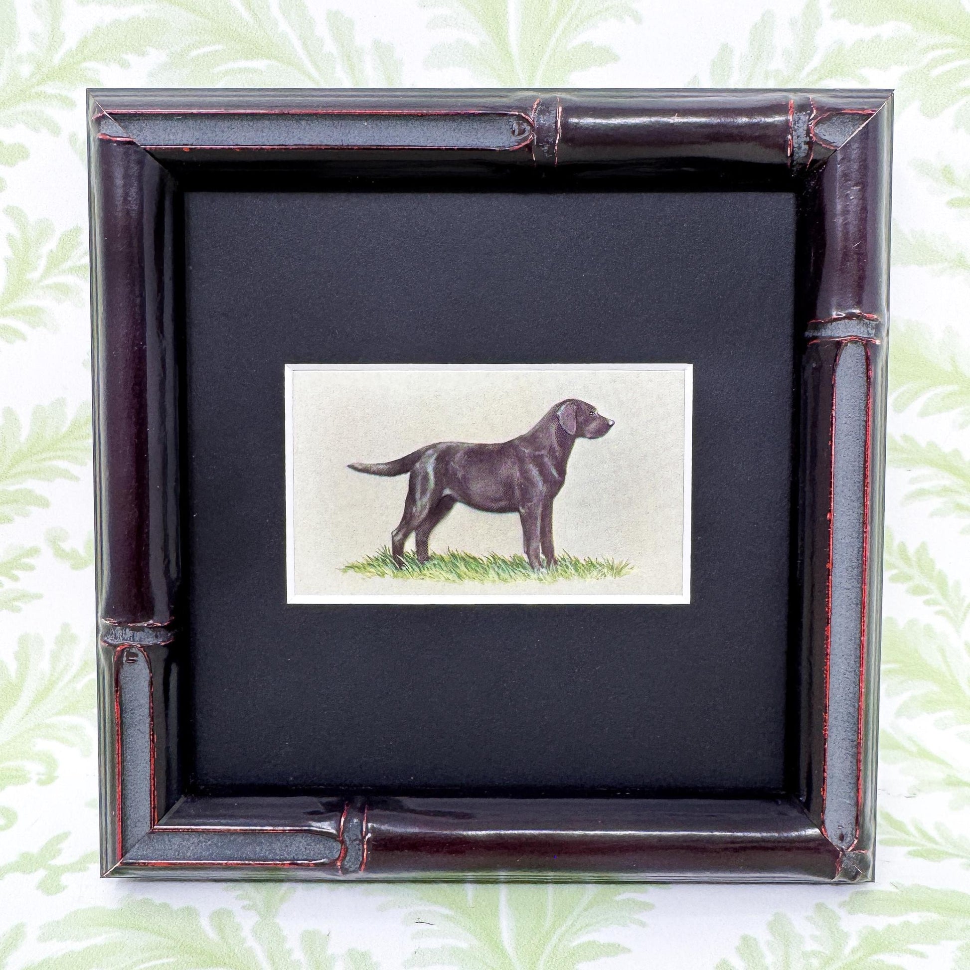 Framed Dog Vintage Cigarette Card c. 1971, Black Labrador Retriever