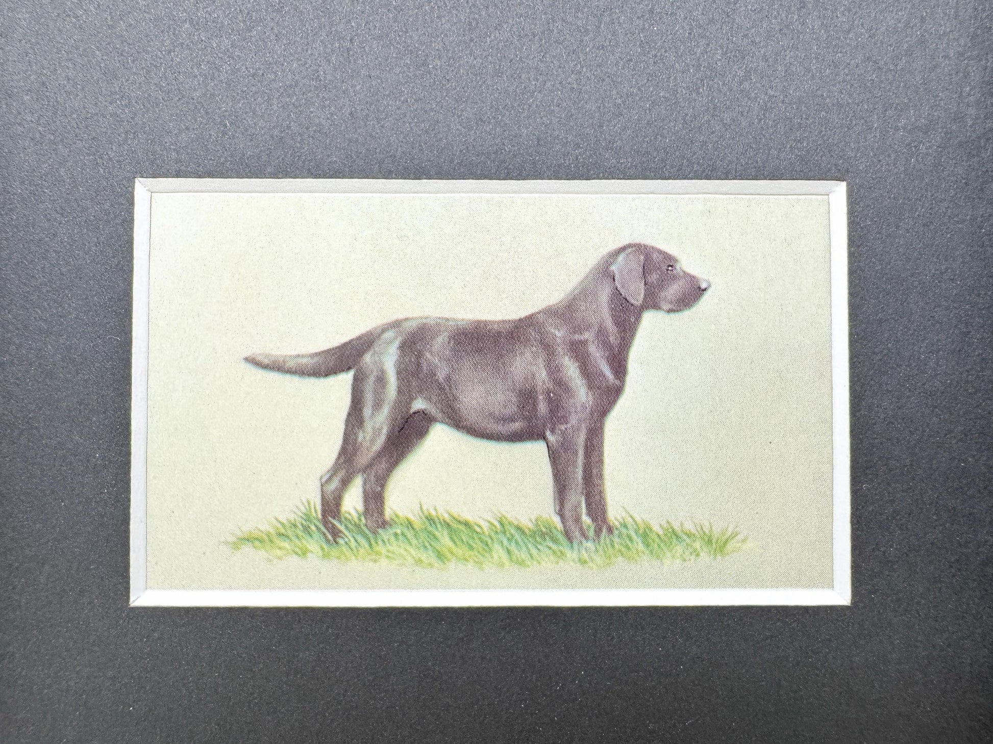 Framed Dog Vintage Cigarette Card c. 1971, Black Labrador Retriever